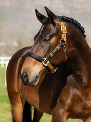 Lemieux Capella Headcollar