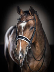 LeMieux Kudos Double Bridle