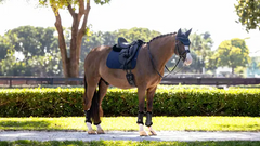 Lemieux Essence Dressage Square