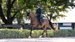 Lemieux Essence Dressage Square