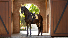 Lemieux Suede Dressage Square SS25