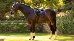 LeMieux Loire Classic GP Square SS25
