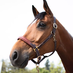 Devoucoux Leather halter
