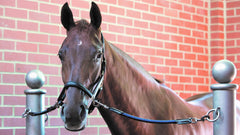 LeMieux Bungee Tie Up