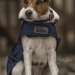 Kentucky Horsewear Dog Coat Original