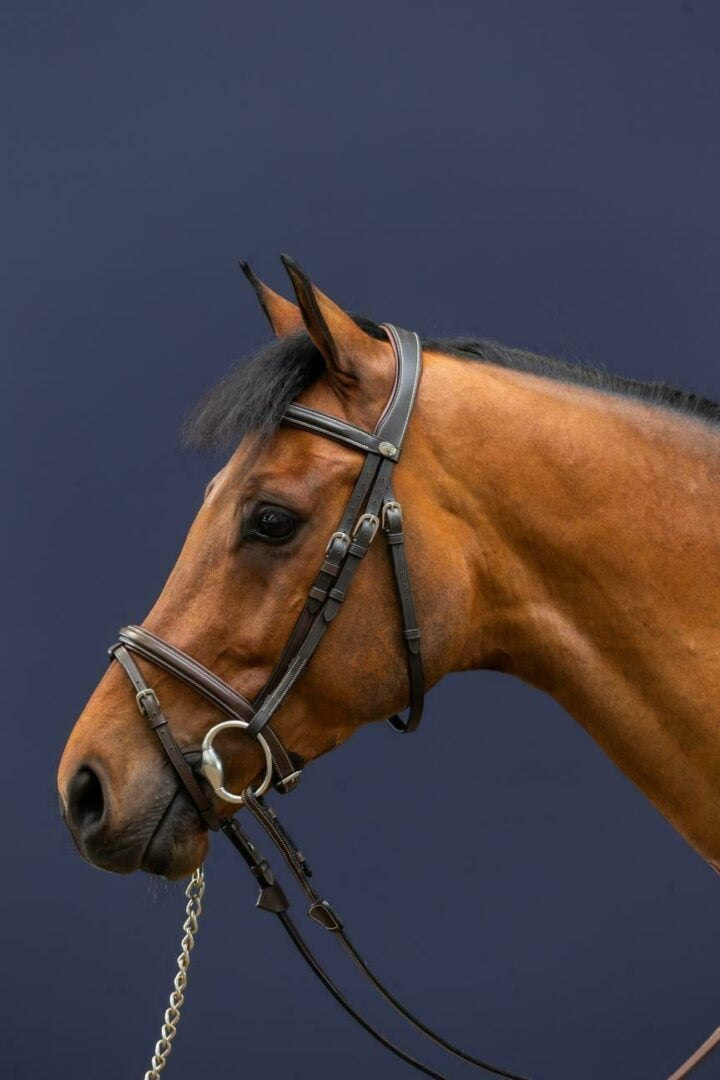 Dy'on Working Collection Flash Noseband Bridle