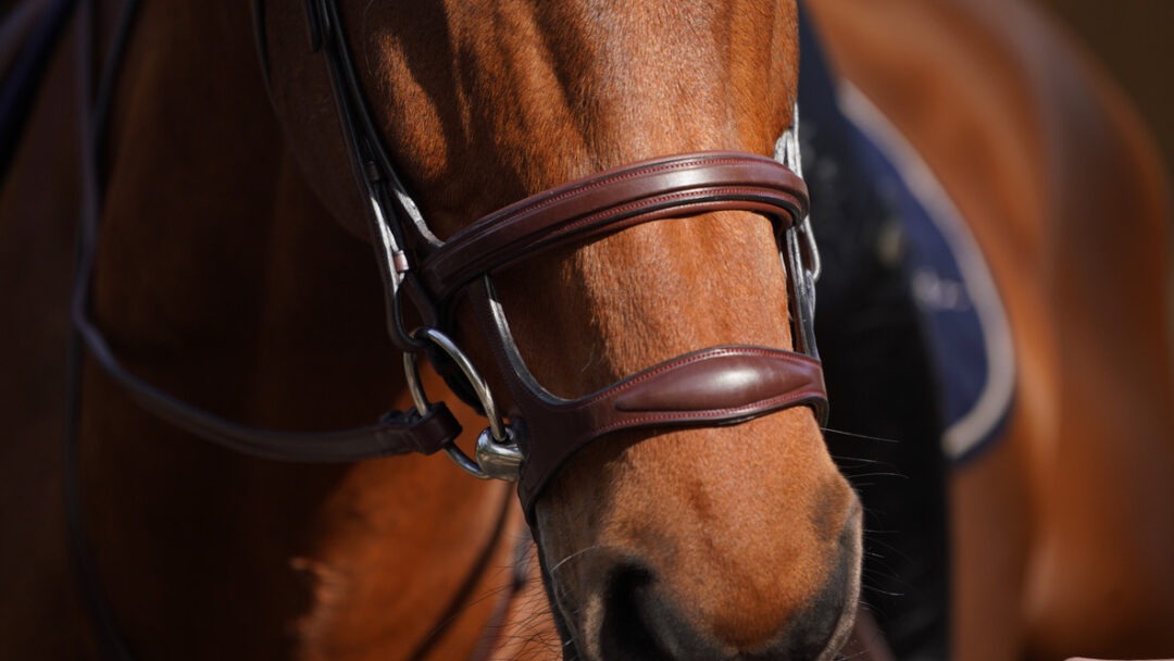 Dy'on New English Collection Double Noseband