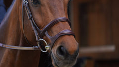Dy'on New English Collection Double Noseband
