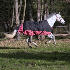 Equitheme Tyrex Rug Blk & Raspberry