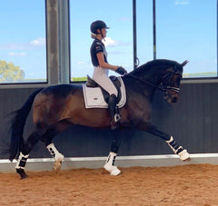 horse tendon boots australia