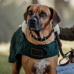Kentucky Horsewear Dog Coat Original