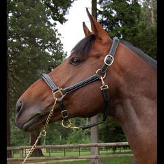 Dy'on D Collection Leather Head Collar Fancy