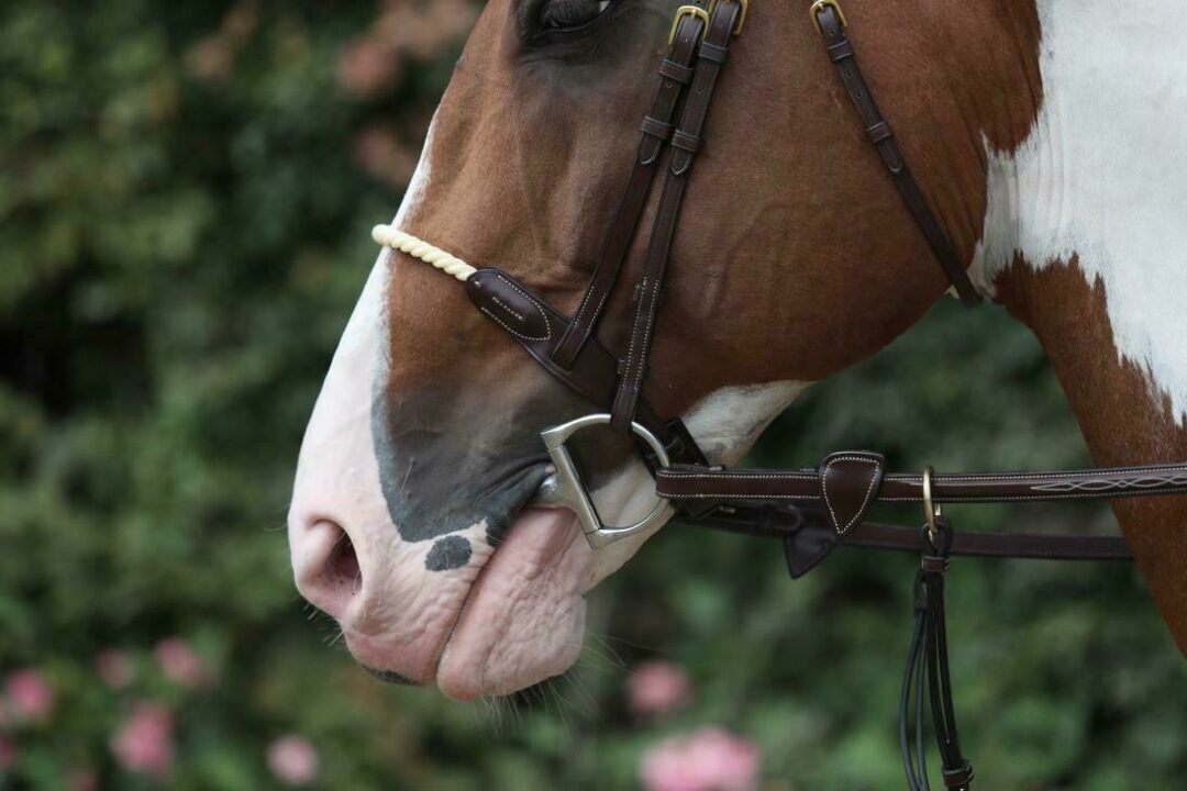Dy'on Rope Noseband + Browband D collection