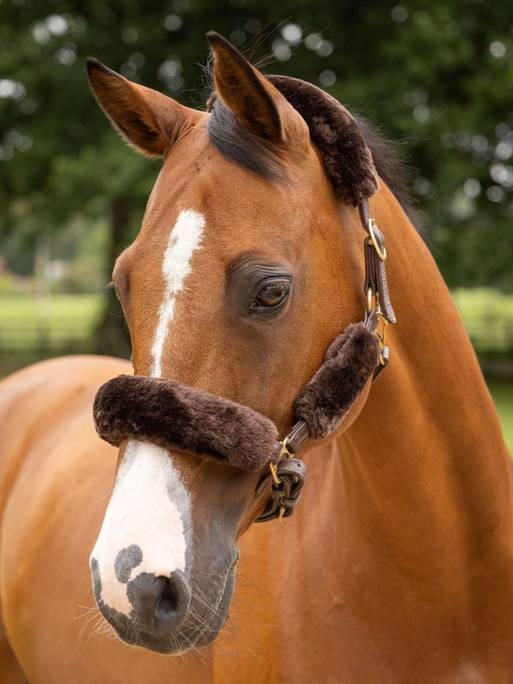 LeMieux Simuwool Headcollar Set