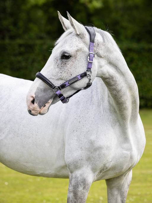 Lemieux Capella Headcollar