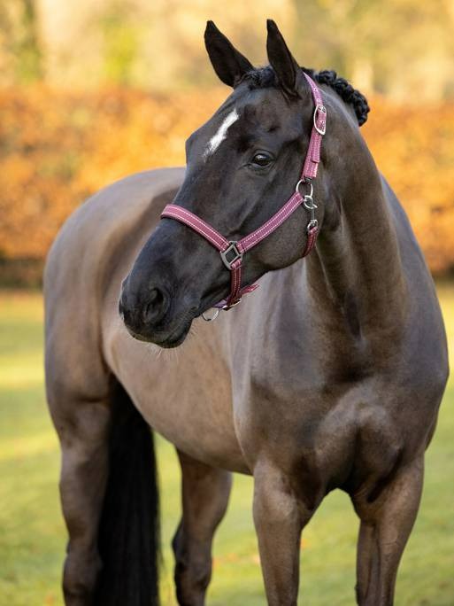 Lemieux Neoprene Yard Headcollar