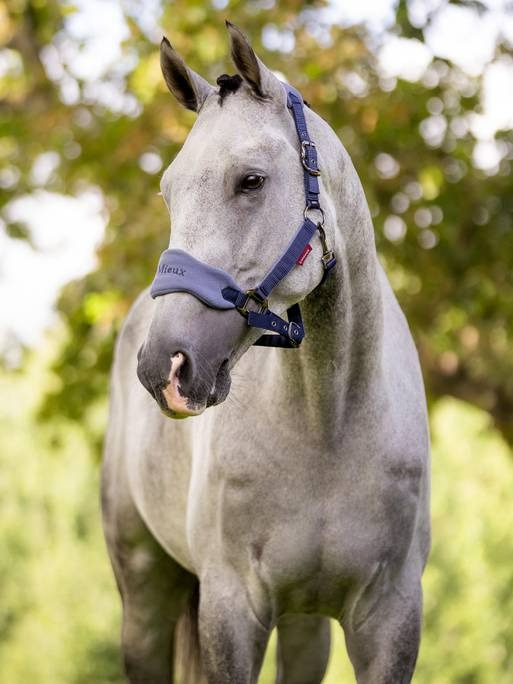 Lemieux Vogue Headcollar & Leadrope