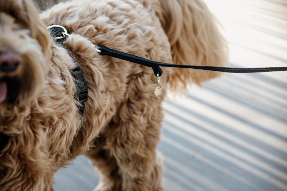 Kentucky Horsewear Dog Lead Velvet