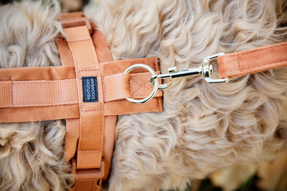 Kentucky Horsewear Dog Lead Velvet
