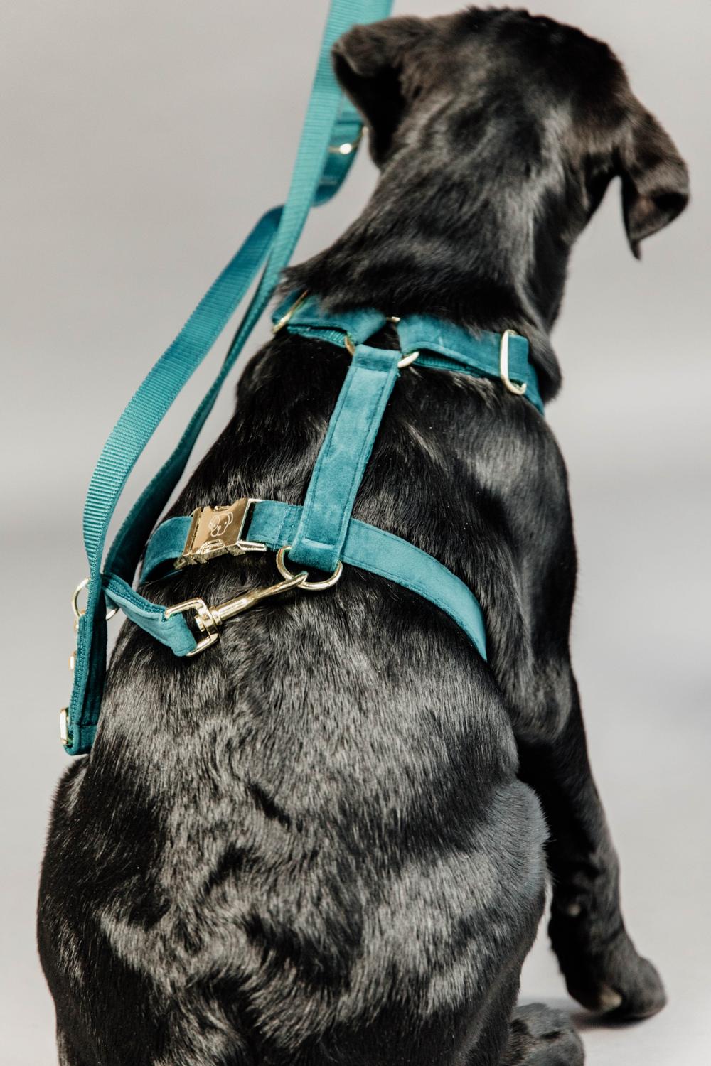 Kentucky Horsewear Dog Lead Velvet