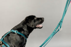 Kentucky Horsewear Dog Lead Velvet