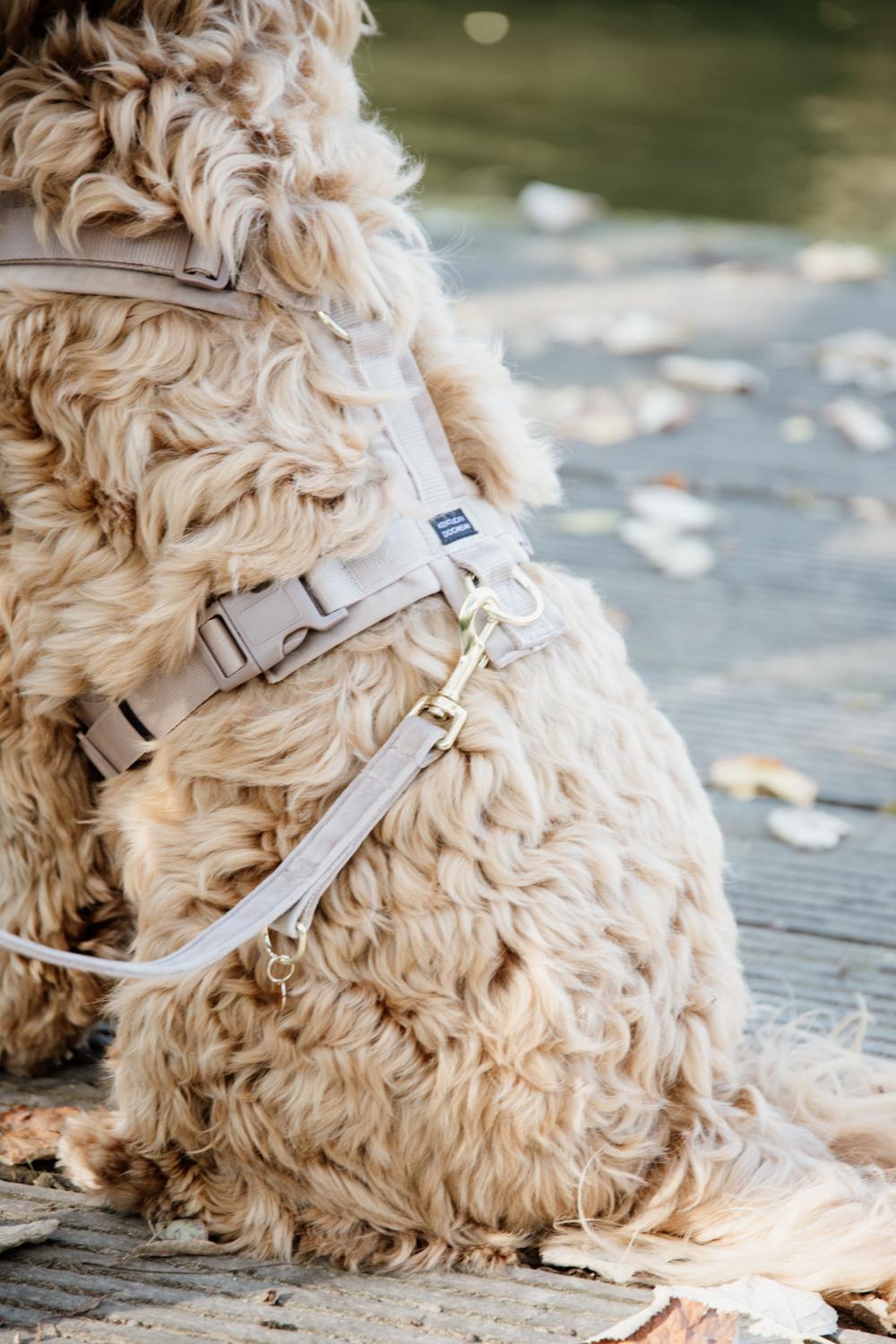 Kentucky Horsewear Dog Lead Velvet