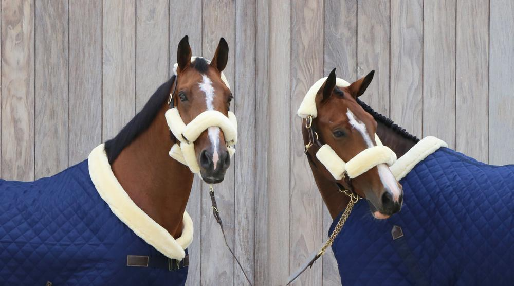Kentucky Sheepskin Halter Set Of 4