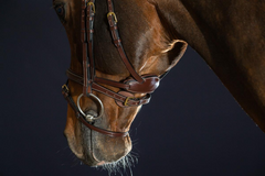 Dy'on D Collection "Difference" Bridle