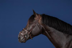 Dy'on US Jumping Collection Double Noseband Bridle