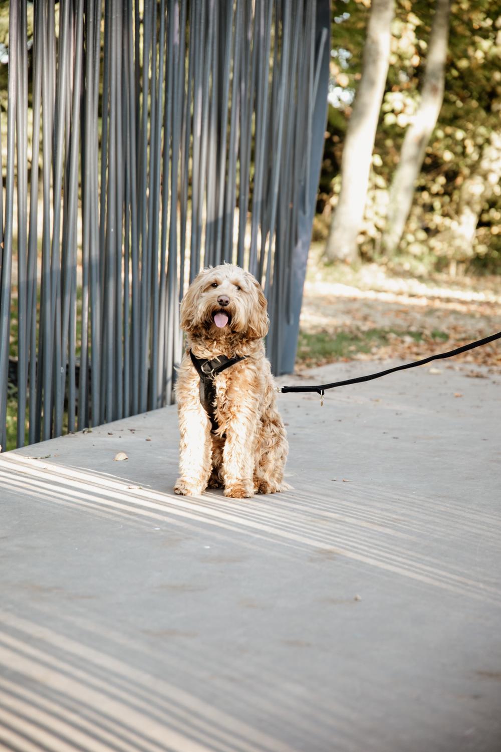 Kentucky Horsewear Dog Lead Velvet