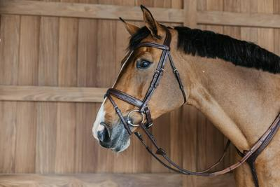 Dy'on New English Collection Plaited Flash Noseband Bridle with Pull back