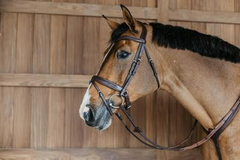 Dy'on New English Collection Plaited Flash Noseband Bridle with Pull back
