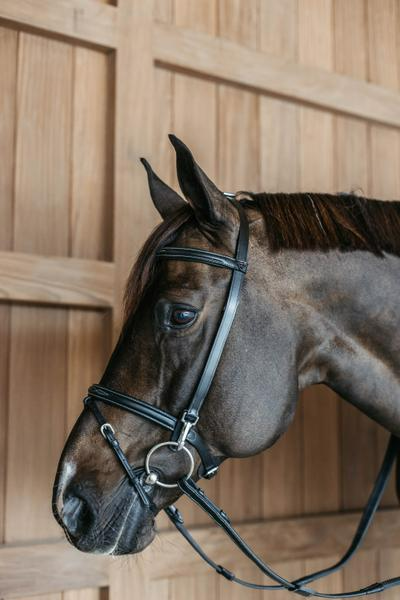 Dy'on Working Collection Training Bridle