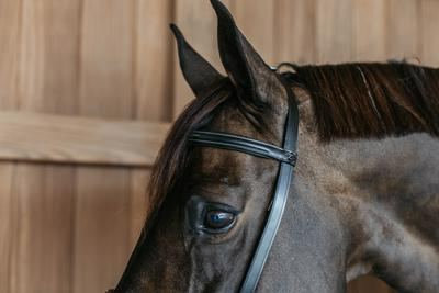 Dy'on Working Collection Training Bridle