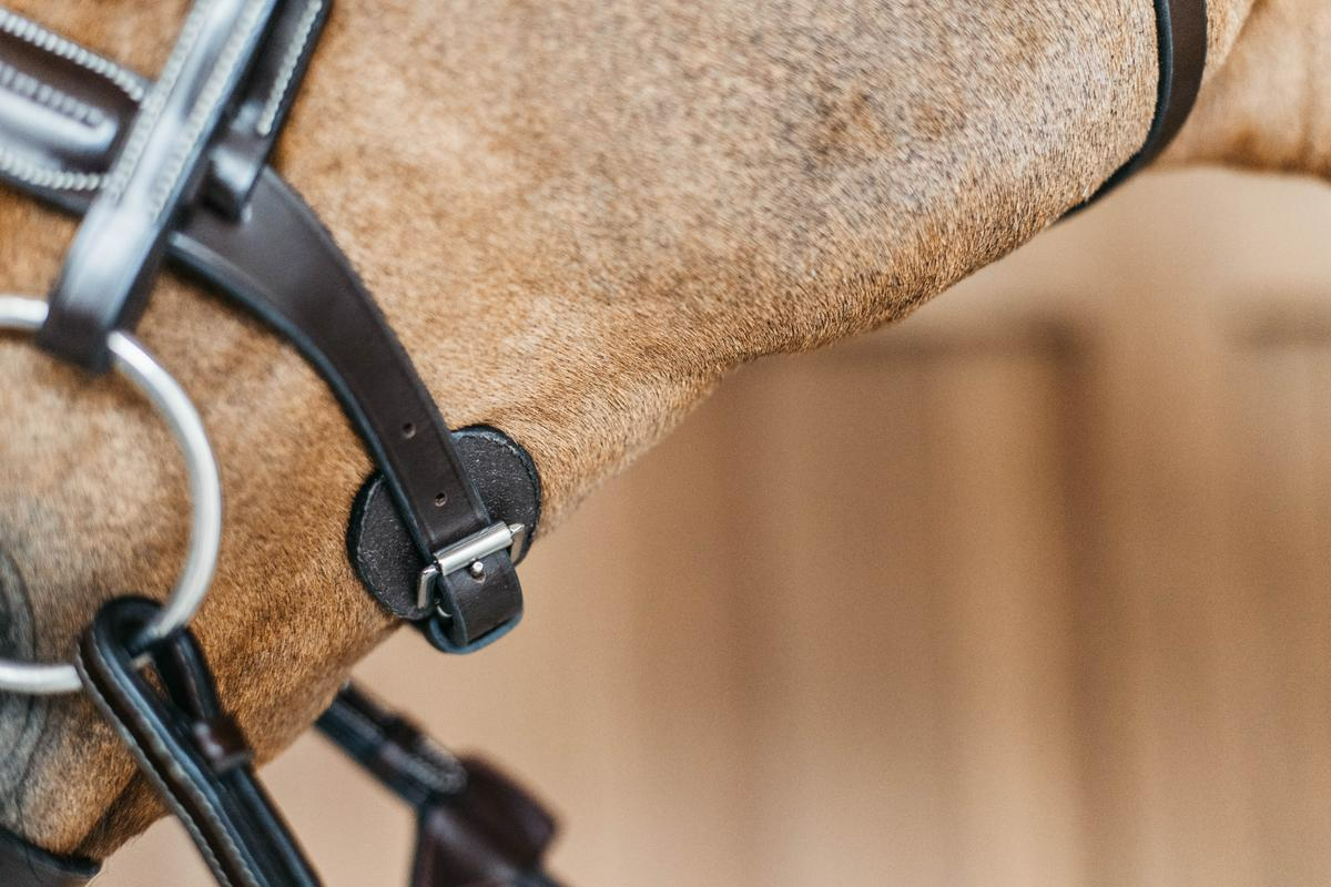 Dy'on Working Collection Round Leather Bridle