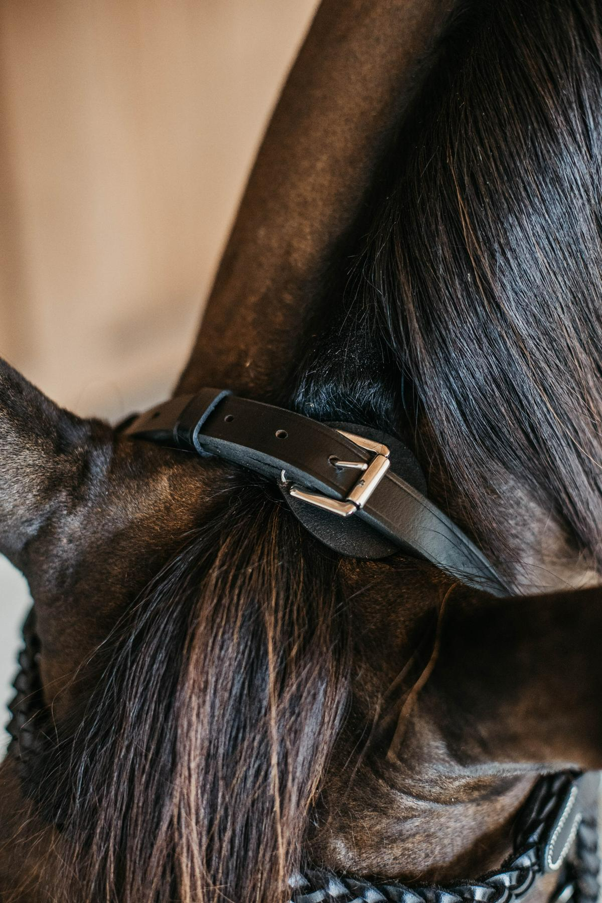 Dy'on Working Collection Plaited Training Bridle
