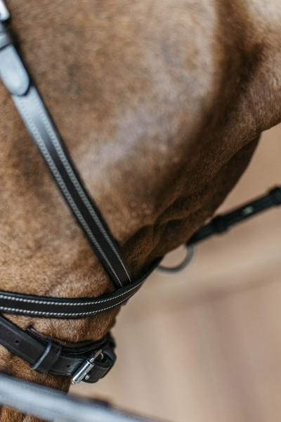 Dy'on Working Collection Working Motion Bridle
