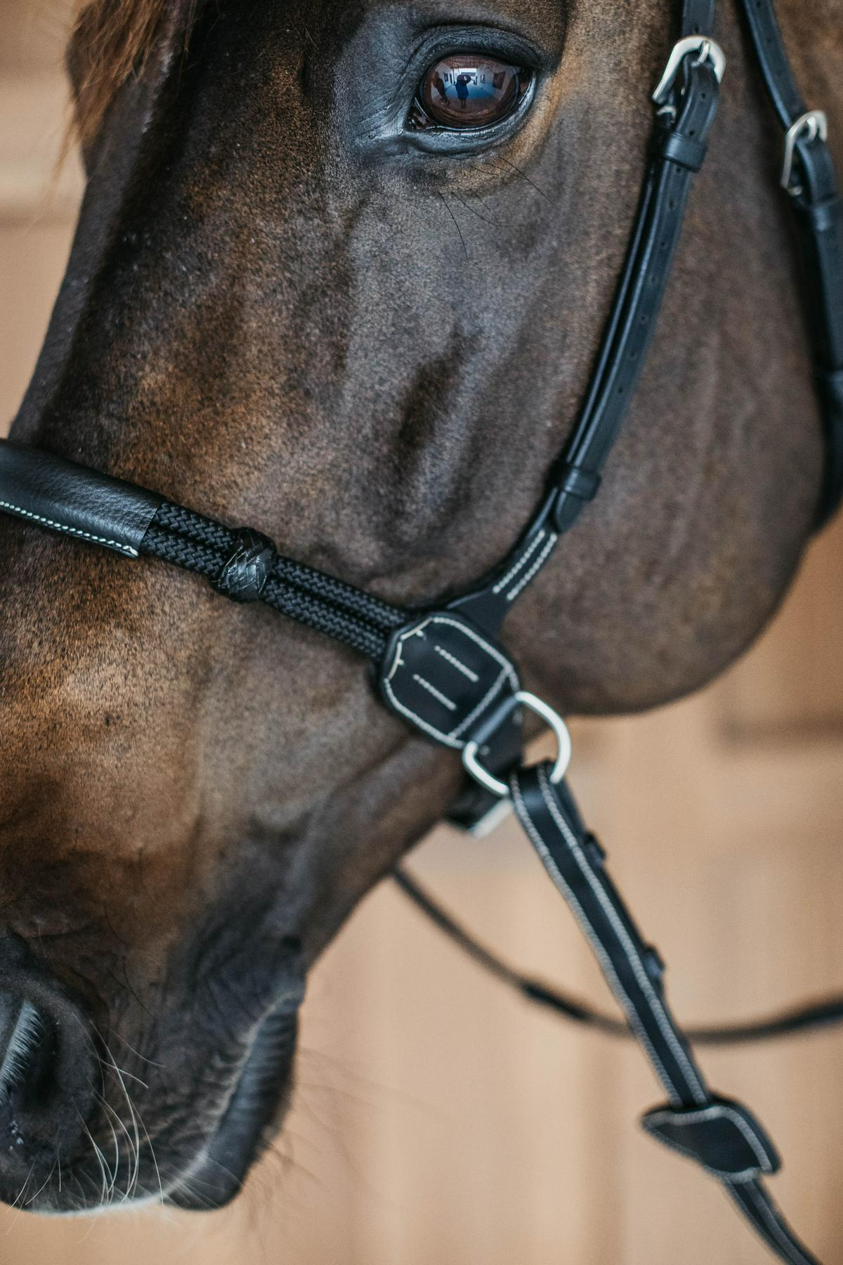 Dy'on Working Collection Bitless Bridle