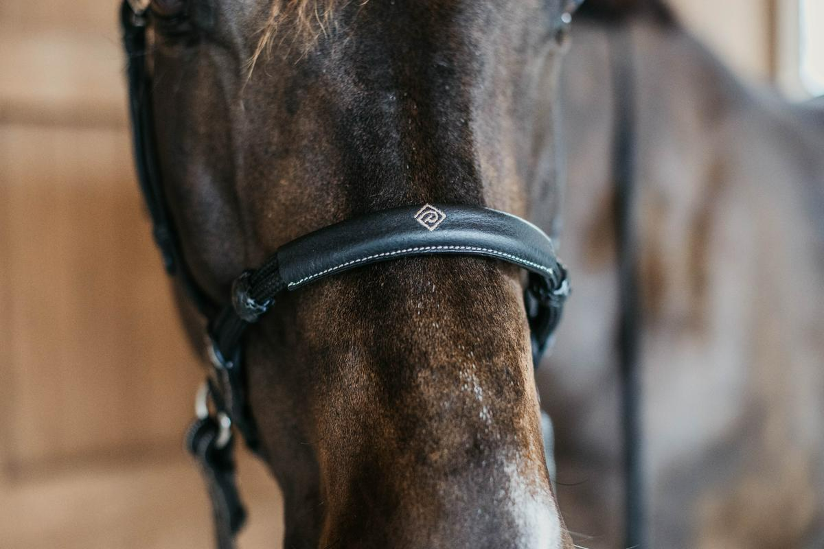 Dy'on Working Collection Bitless Bridle