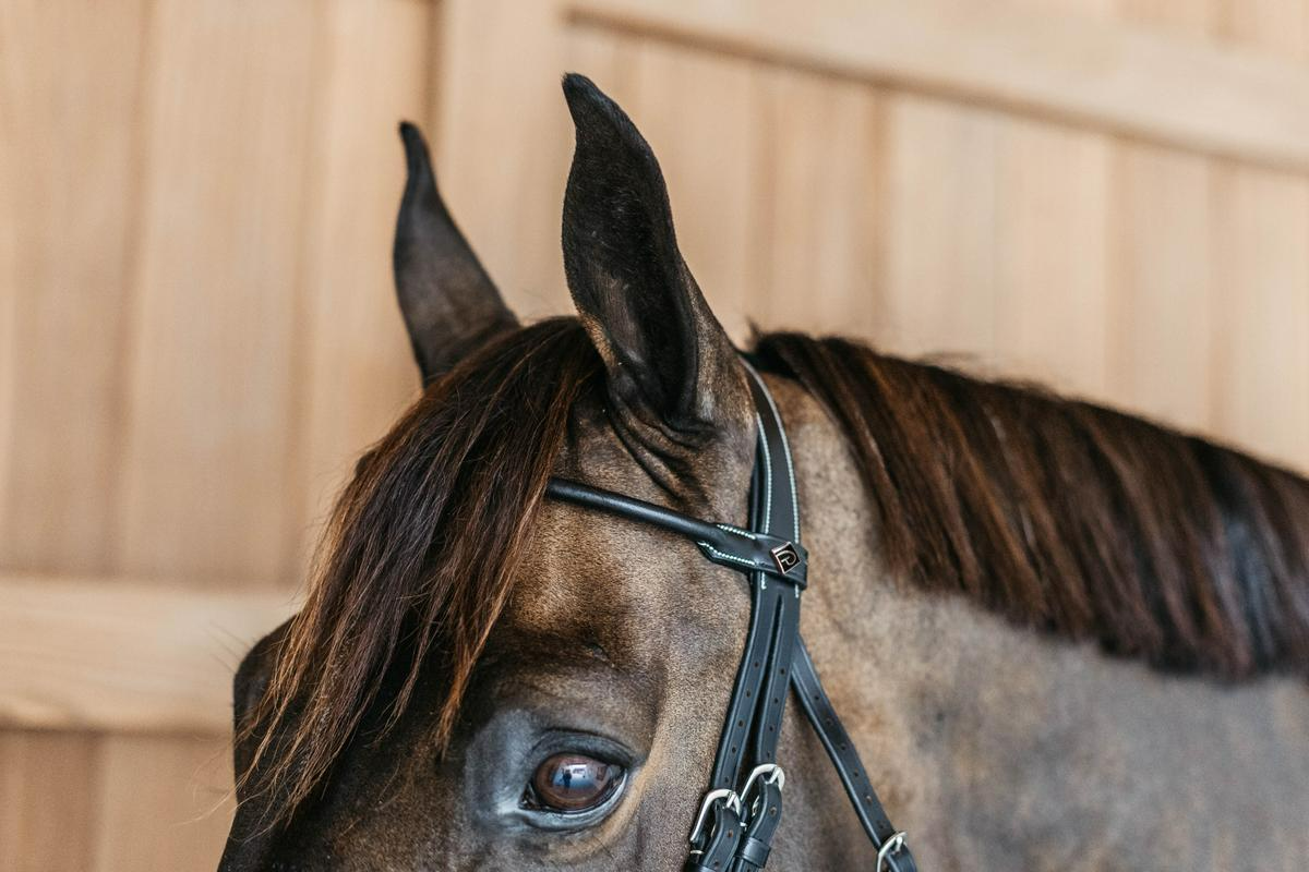 Dy'on Working Collection Round Leather Bridle