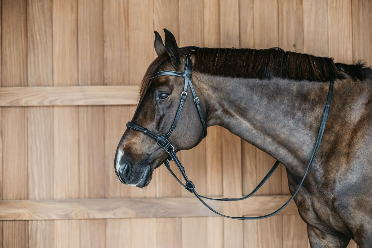 Dy'on Working Collection Bitless Bridle
