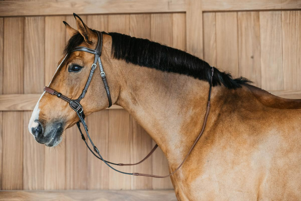 Dy'on Working Collection Bitless Bridle