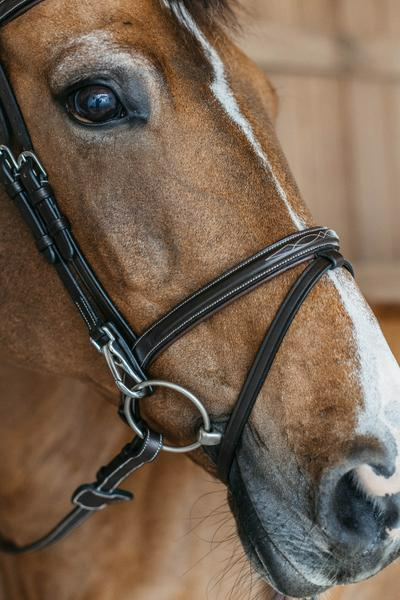 Dy'on Working Collection Flash Noseband Bridle with Snap Cheekpieces