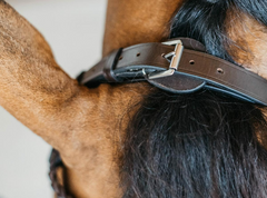 Dy'on Working Collection Plaited Training Bridle