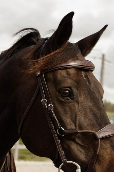 Dy'on New English Collection Elastic Hybrid Noseband Bridle