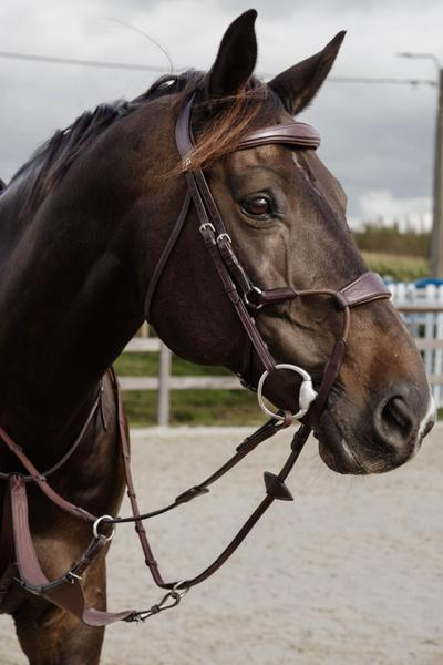 Dy'on New English Collection Elastic Hybrid Noseband Bridle