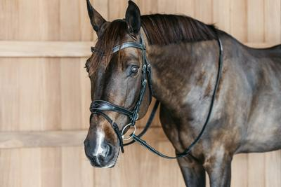 Dy'on Working Collection Working Motion Bridle