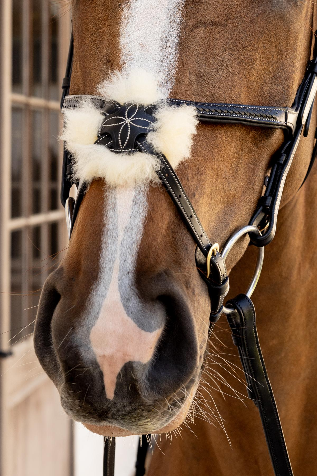 Dy'on D Collection Plaited Figure 8 Noseband Bridle