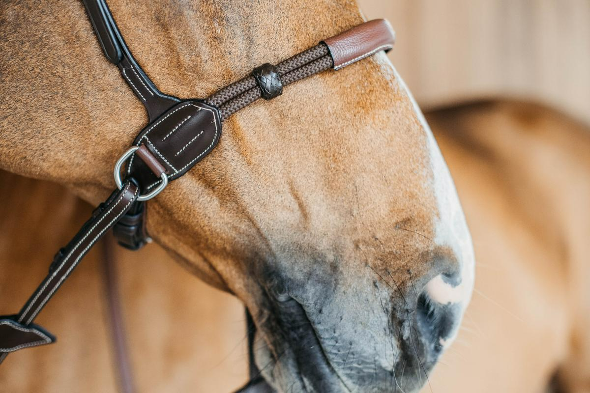 Dy'on Working Collection Bitless Bridle