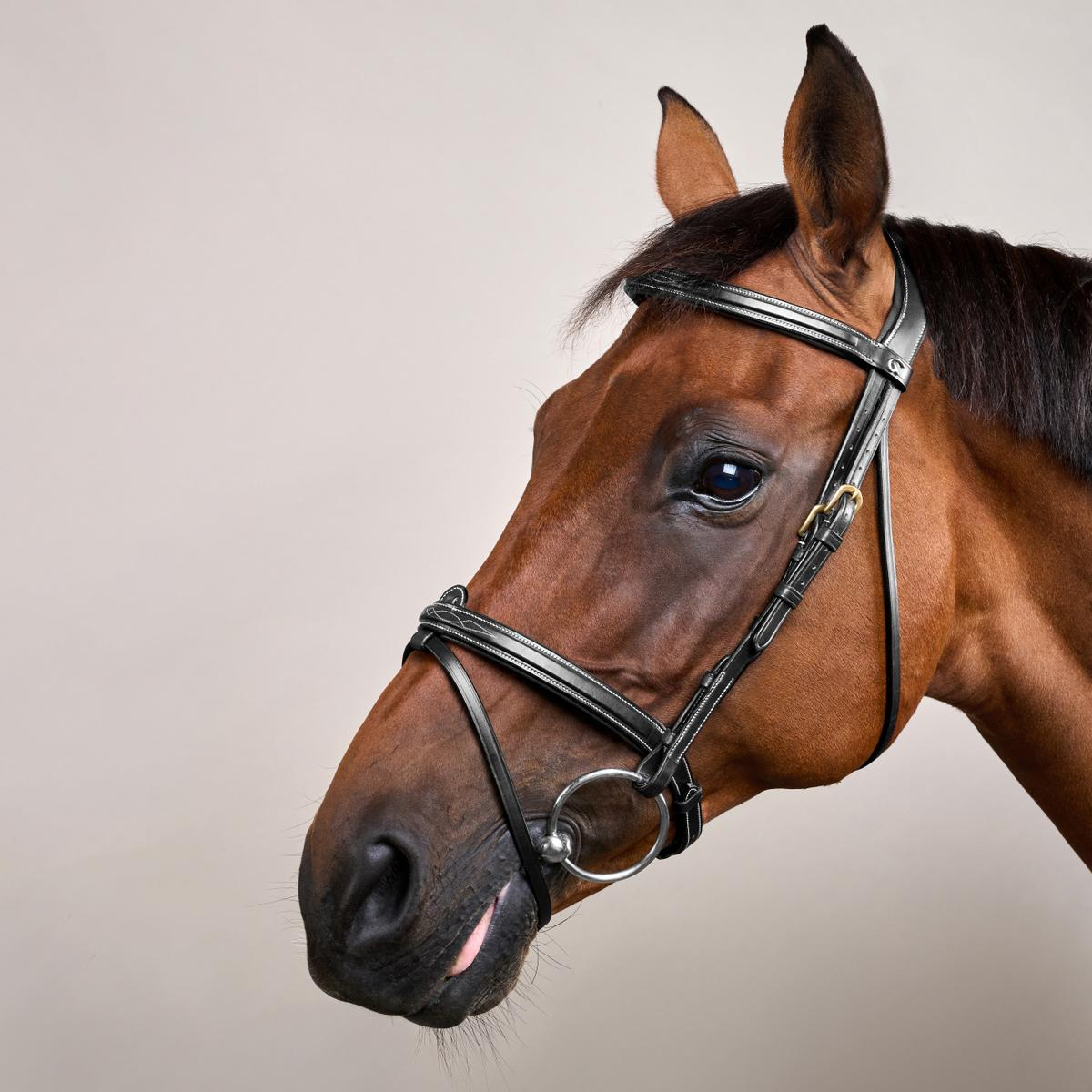 Dy'on D Collection Flash Noseband With Removable Attachment Bridle